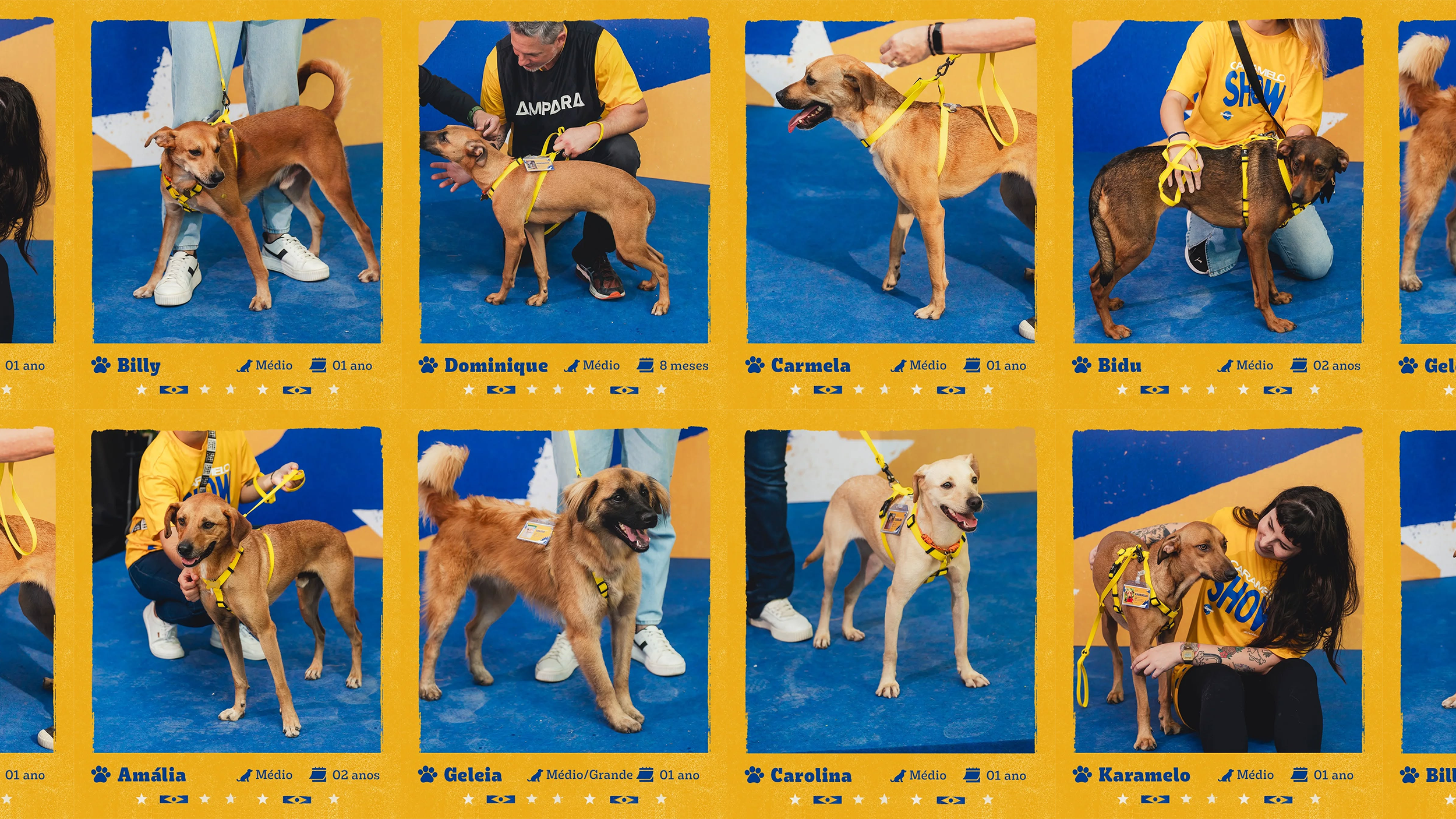 ALMAP_PEDIGREE_CARAMELO_DS_01